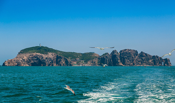 海鸥王国——海驴岛