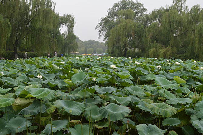 大明湖接天莲叶无穷碧